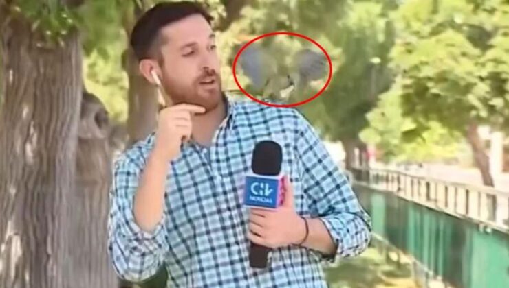 Muhabirin canlı yayındaki zor anları! Papağanın yaptığını görünce neye uğradığını şaşırdı