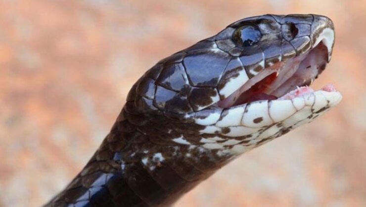 Kış uykusundan uyanan yılan, ilginç yerden çıktı! Tek ısırığı 20 kişiyi öldürebilir güçte