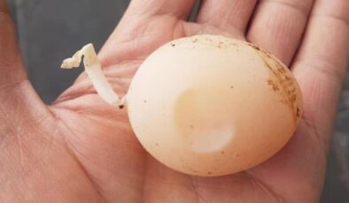 Diyarbakır’da kuyruklu yumurta görenleri şaşırttı