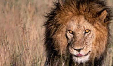 “Serengeti’nin Kralı” Bob Junior, genç rakipleri tarafından öldürüldü